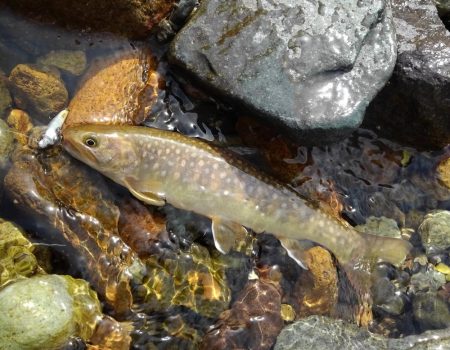 九頭竜川水系でイワナ釣り